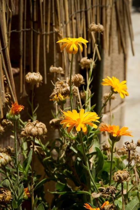 Ierapetra Garden House Apartment Exterior photo